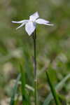 Star-of-Bethlehem <BR>Springstar